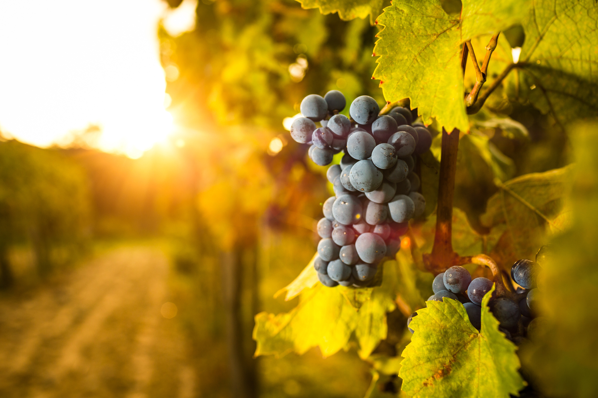 Grape in the vineyard.